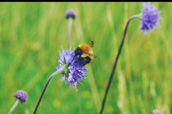 Park Safaris 2020 – Mini beast identification with Dr Ian Beavis Park Safaris 2020 – Mini beast identification with Dr Ian Beavis
