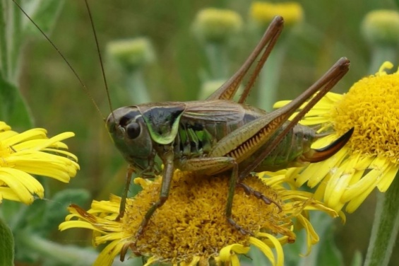 Top bugs and how to identify them Top bugs and how to identify them